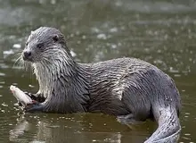 کشف بی‌سابقه در هورالعظیم؛ مشاهده ۱۹ شنگ ماکسویل