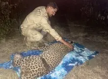 نجات یک قلاده پلنگ به همت مرزداران آستارا