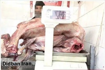 فروش گوشت سگ در مشهد!