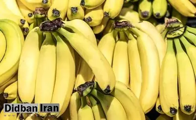  رانت واردات موز در قبال صادرات سیب!