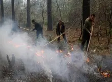 دادستان گلستان: هیچ بی‌احتیاطی در جنگل هیرکانی بدون مجازات نمی‌ماند