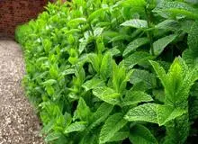 نعنا، آرامش اعصاب و خونسردی را برایتان به ارمغان می آورد
