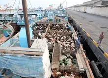 صادرات دام سبک و سنگین رسما متوقف شد