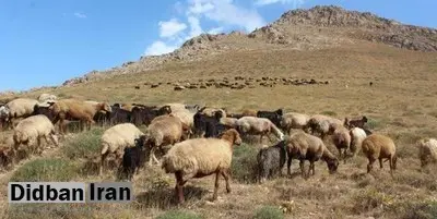 خرید تضمینی دام از دامداران آغاز می شود