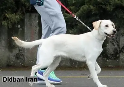 ممنوعیت سگگردانی به مازندران رسید