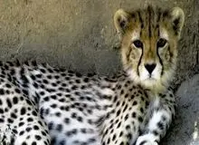 هشدار سازمان محیط زیست: وضعیت یوز ایرانی بحرانی است