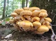 11 نفر به علت مصرف قارچ‌ سمی فوت کردند
