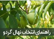 انواع نهال گردوی وارداتی شامل چه ارقامی می باشد؟