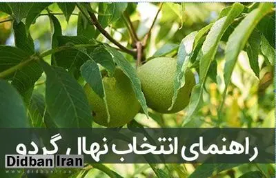 انواع نهال گردوی وارداتی شامل چه ارقامی می باشد؟