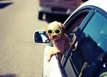 گزارشی از شغل "سگ‌گردانی" با روزی 150 هزار تومان درآمد!
