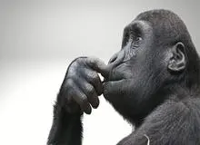 میمون‌ها هنگام استراحت به همان چیز‌هایی فکر کنند که انسان فکر می‌کنند؟