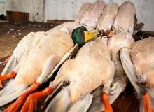 مافیای فروش پرندگان وحشی در فریدونکنار همچنان فعال است/ مدیرکل حفاظت محیط‌زیست استان مازندران: دستگیری همه شکارچیان غیرمجاز از عهده اداره‌کل محیط‌زیست‌ استان خارج است  