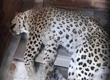 فرمانده یگان حفاظت سازمان محیط زیست:
رئیس محیط زیست قائمشهر از دو متری به پلنگ شلیک کرد / اسلحه بی‌هوشی به دلیل ترافیک نرسید