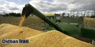 قیمت گندم برای مصارف صنعتی مشخص شد/ هر کیلو 1850 تومان برای نانوایی های آزاد پز