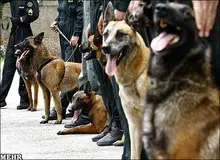 دوغ با طعم تریاک
