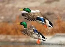 مرثیه تکراری از شکار غیرمجاز پرندگان مهاجر