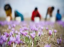 زعفران ایران را ۳۰۰ دلار می‌خرند ۷۰۰۰ دلار می‌فروشند