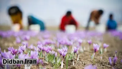 زعفران ایران را ۳۰۰ دلار می‌خرند ۷۰۰۰ دلار می‌فروشند