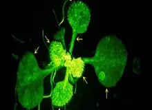 ثبت گفتگوی یک گیاه با همسایه‌اش