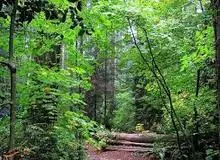 حشره ای زیبا که شبیه به صورت "انسان" است!+ عکس