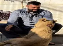 توله شیر علی‌اکبری در پارک ارم تلف شد