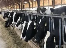 قیمت گوشت به زودی گران می شود/ دامداران دام آبستن را به کشتارگاه می‌فرستند