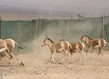 جزئیات انتقال گورخرهای ایرانی به سمنان

