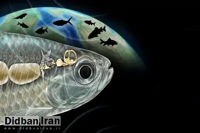 ماهی باستانی با شنوایی شبیه انسان، دانشمندان را شگفت‌زده کرد