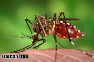 نخستین بیمار مبتلا به " تب دانگ " در استان بوشهر شناسایی شد