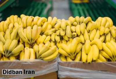 موز چرا گران شد؟ / دولت اجازه واردات موز نمی دهد
