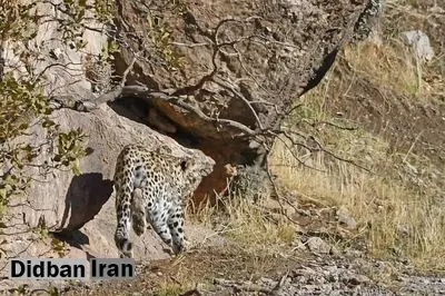 مشاهده یک «پلنگ ایرانی» در منطقه محافظت شده پاوه / محیط زیست: به احتمال زیاد این پلنگ دارای جفت و توله نیز هست