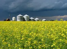 افت شدید تولید کلزا؛ ذخایر به پایین‌ترین سطح رسید