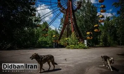 مورد عجیب حضور تعداد زیاد سگ های ولگرد اطراف نیروگاه اتمی چرنوبیل!