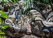 بزرگ‌ترین ماری که زمین به خود دیده است /  استخوان‌هایی که ابعاد یک هیولا را فاش کرد / عکس