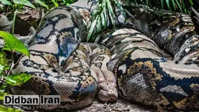 بزرگ‌ترین ماری که زمین به خود دیده است /  استخوان‌هایی که ابعاد یک هیولا را فاش کرد / عکس