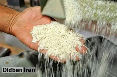 سیل برنج پاکستانی در راه بازار/ قیمت برنج هندی سقوط کرد