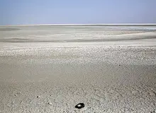 خشک دریاچه  توز در مرکز ترکیه موجب مرگ گسترده صدها قطعه فلامینگو شد/FILM