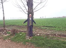 مدافعان سرسخت درختان