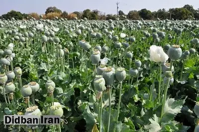 میزان مجوز واردات تریاک سالانه ۵۰تُن است/ اگر در هر هکتار ۲۵کیلو تریاک تولید شود، برای تریاک مورد نیاز وزارت بهداشت به ۸۰هزار هکتار زمین احتیاج است