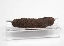 مدفوع سگ؛ ابزار جاسوسی آمریکایی!/ تصاویر