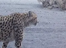 مشاهده ۲ قلاده یوزپلنگ آسیایی در منطقه میاندشت جاجرم