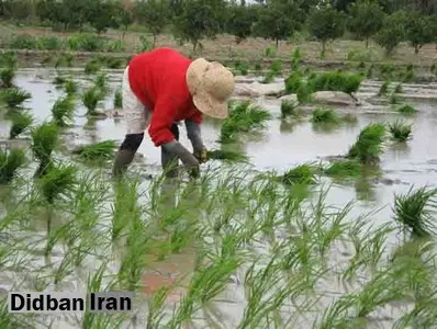 «تب شالیزار» دومین قربانی خود را گرفت