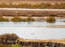 اهدای سند مالکیت زمین‌های حاشیه تالاب انزلی به ۵ هزار خانوار ساکن در حاشیه تالاب