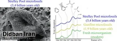 کشف فسیل‌های ۳ میلیارد و ۴۰۰ میلیون ساله