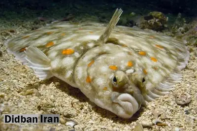 دگردیسی عجیب در سپرماهیان؛ وقتی یکی از چشمها به آن طرف سر مهاجرت میکند