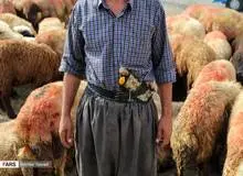 نذر ۱۱۰ گوسفند برای سربلندی مردم در انتخابات/ رئیس اداره تبلیغات اسلامی شهرستان اسلامشهر: امیدواریم این نذرها گسترش یابد
