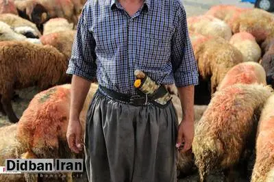 نذر ۱۱۰ گوسفند برای سربلندی مردم در انتخابات/ رئیس اداره تبلیغات اسلامی شهرستان اسلامشهر: امیدواریم این نذرها گسترش یابد