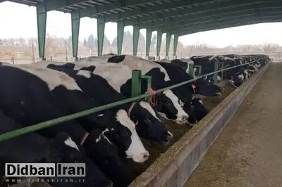 تعداد دامها با میزان نهاده دریافتی واحدهای تولیدی مطابقت ندارد