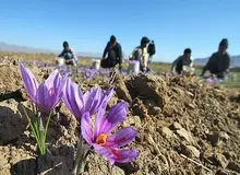 300 هکتار از مزارع «درمیان» زیر کشت زعفران