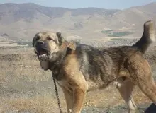 سگ  هار ۲۰ نفر  را در مرودشت گاز گرفت 